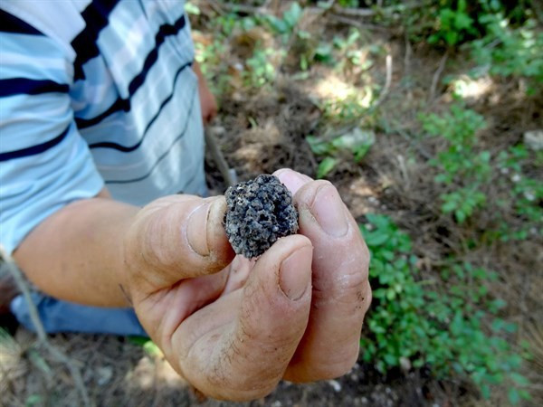 Orman Bakanlığı çalışma başlattı! Kilosu tam 3 bin TL - Resim: 1