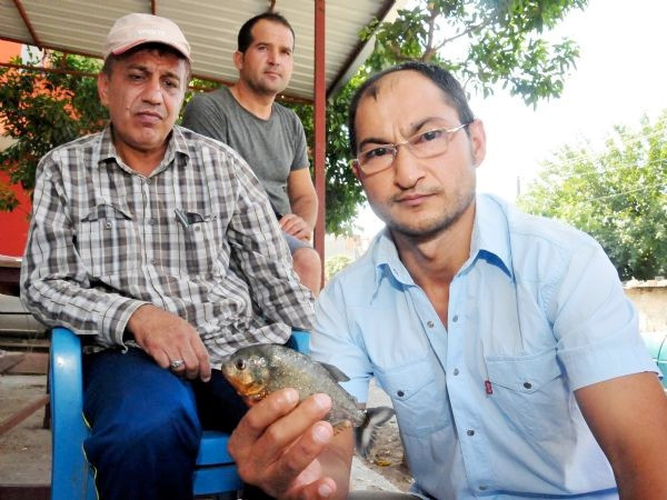 Adana'da pirana balığı baraj gölünde dehşet saçtı - Resim: 4