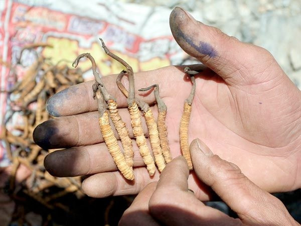 Tırtılın kafasında çıkıyor kilosu 20 bin dolar  - Resim: 3