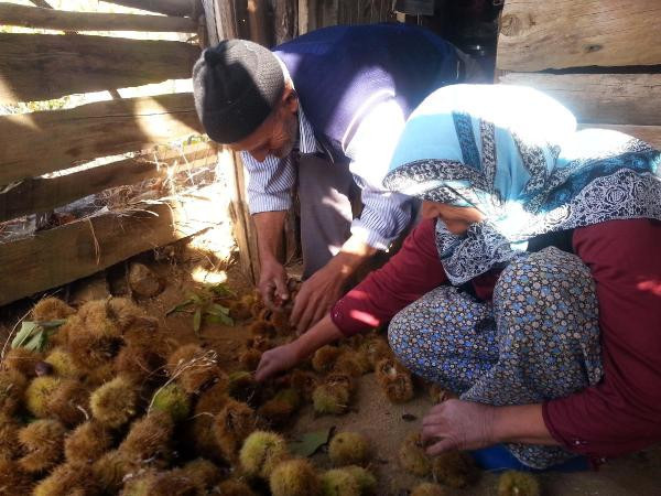 Kestanenin faydaları! Meğer afrodizyakmış ve cinsel gücü... - Resim: 4