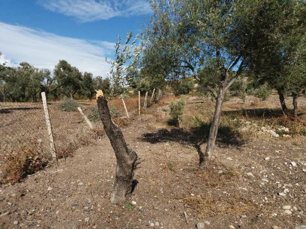 İzmir'de inanılmaz görüntü! Her yer beyaza büründü - Resim: 3