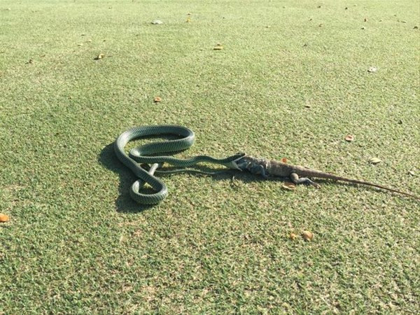 Golf sahasında girdi bu manzarayla karşılaşınca şoke oldu - Resim: 1