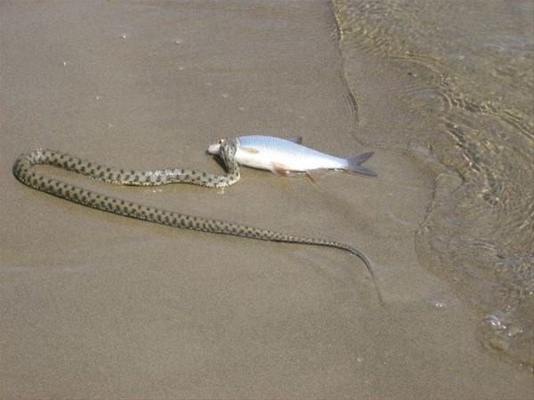 Vahşi doğada ölümcül kavga! Bu kez yılanlar birbirine girdi - Resim: 1
