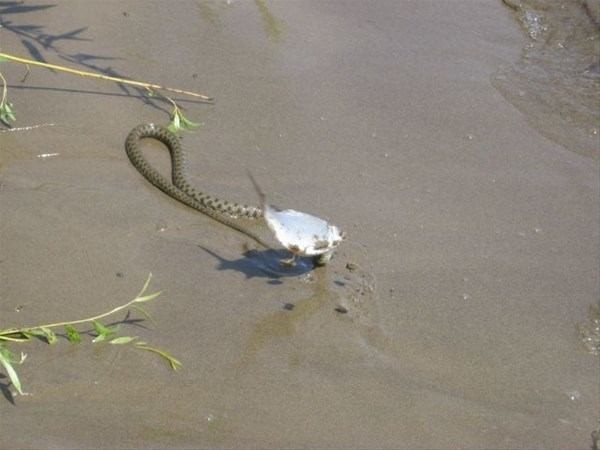 Vahşi doğada ölümcül kavga! Bu kez yılanlar birbirine girdi - Resim: 2