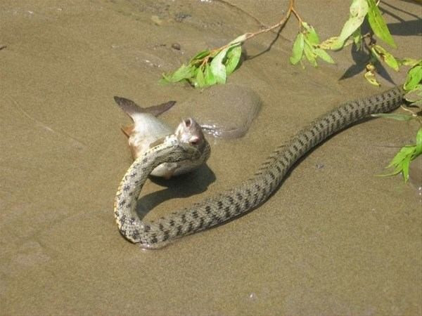 Vahşi doğada ölümcül kavga! Bu kez yılanlar birbirine girdi - Resim: 3