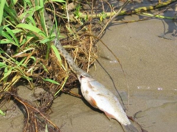 Vahşi doğada ölümcül kavga! Bu kez yılanlar birbirine girdi - Resim: 4
