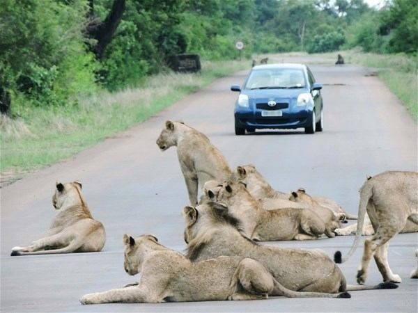 Bir yanda fil bir yanda aslanlar bir anda saldırdı tam 6 kişi... - Resim: 2