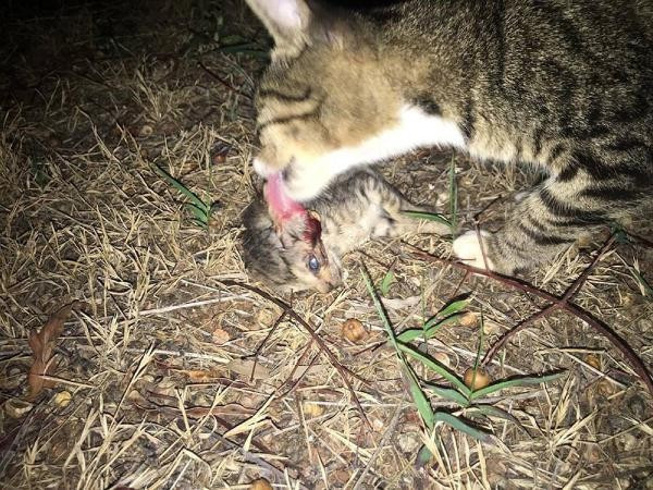 Bunu insan yapmaz! Kafaları ezilmiş halde buldular - Resim: 1