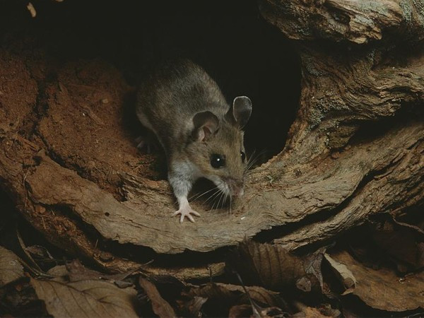 Dehşet saçtılar! uyuyan felçli çocuğun... - Resim: 1