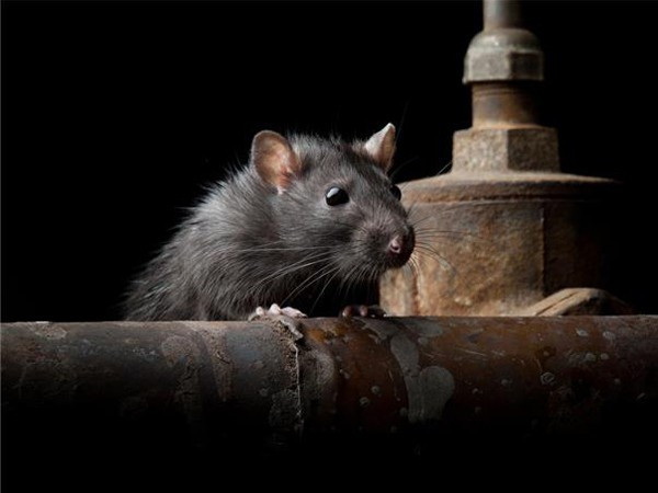 Dehşet saçtılar! uyuyan felçli çocuğun... - Resim: 2