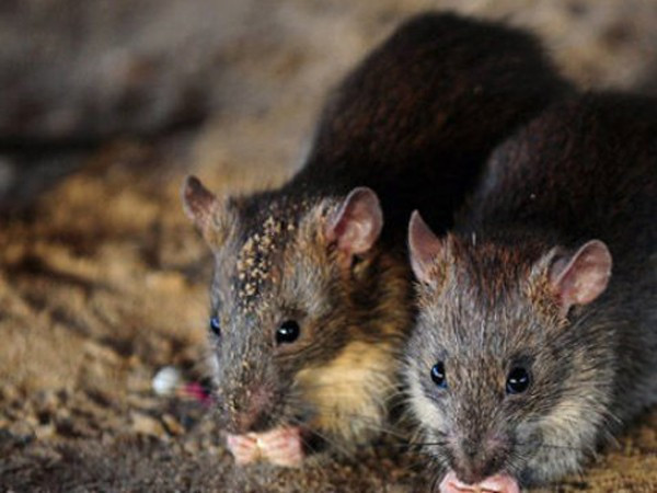 Dehşet saçtılar! uyuyan felçli çocuğun... - Resim: 3