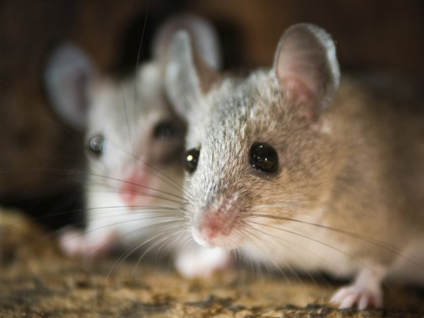 Dehşet saçtılar! uyuyan felçli çocuğun... - Resim: 4