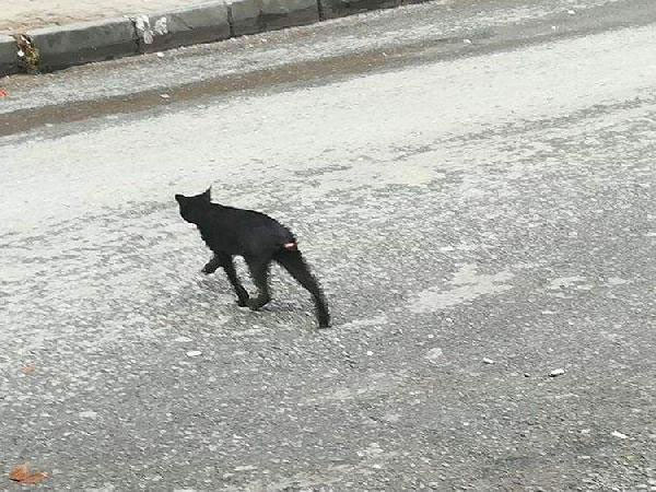 Sultangazi'de kedilere yönelik vahşet büyü yapmak için kuyruklarını kesiyorlar - Resim: 1