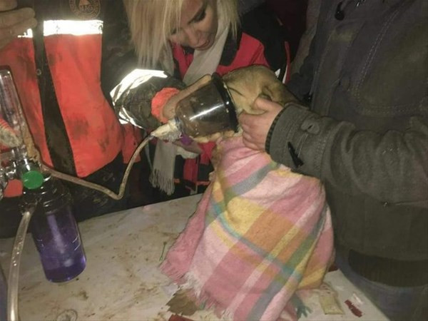 "Kuyu" köpek 1 yaşında - Resim: 4