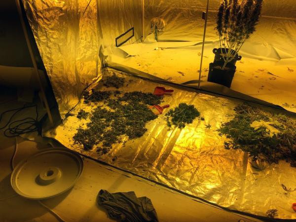 Esrar yetiştirmek için evini seraya dönüştürmüş - Resim: 3