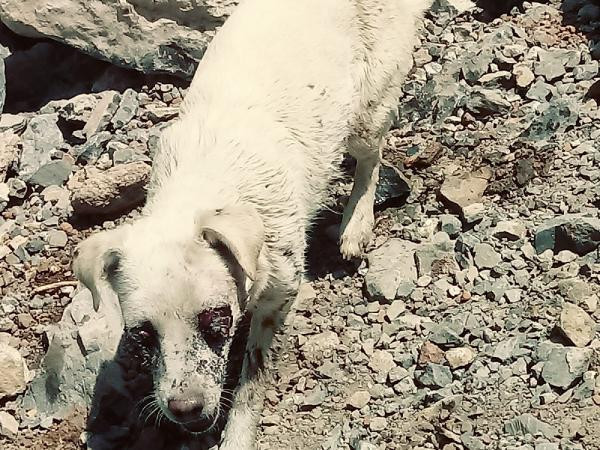 Bu nasıl insanlık: Gözlerini oyup ölüme terk ettiler! - Resim: 3