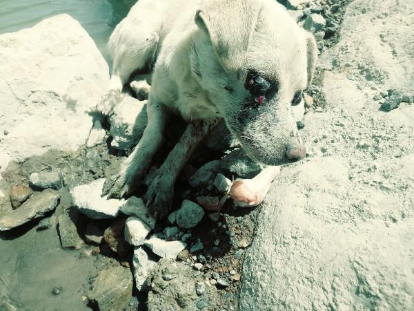 Bu nasıl insanlık: Gözlerini oyup ölüme terk ettiler! - Resim: 4