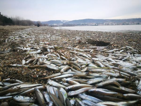 Doğada korkutan görüntü: Binlercesi karaya vurdu! - Resim: 4