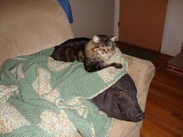 İnanmak güç olsada onların hepsi gerçek! - Resim: 2