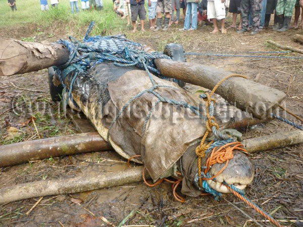 Son yılların en büyük timsahı - Resim: 2