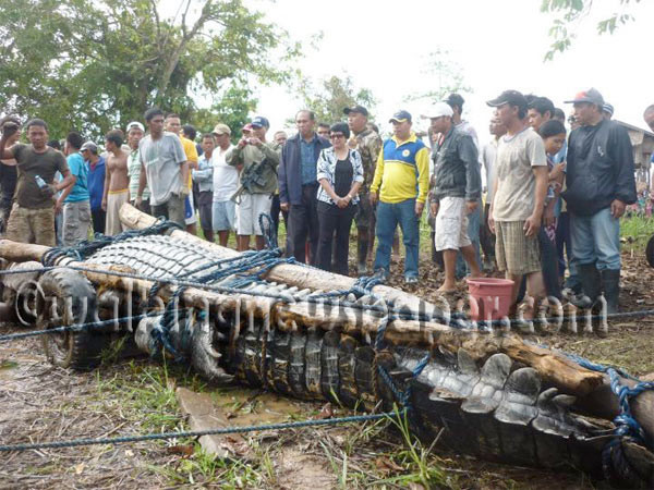 Son yılların en büyük timsahı - Resim: 3