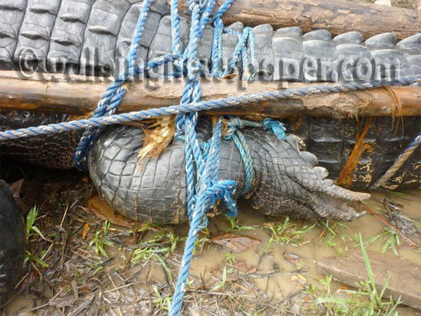 Son yılların en büyük timsahı - Resim: 4