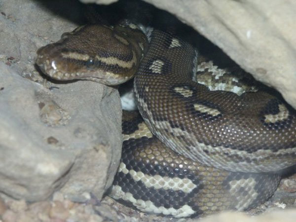 Avını öldürdüğünü böyle anlıyor! - Resim: 4