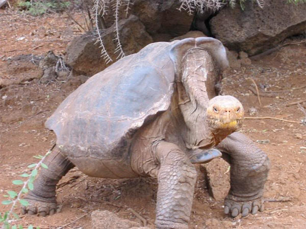 O hayvanın soyu tükendi - Resim: 2
