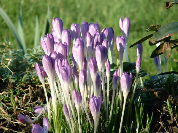 Bu bitkinin faydaları saymakla bitmez - Resim: 4