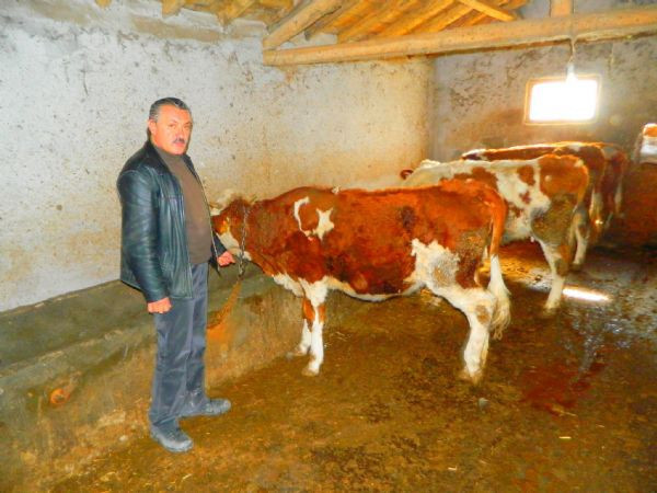 Doğuştan Türk bayraklı inek - Resim: 1