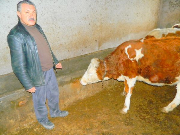 Doğuştan Türk bayraklı inek - Resim: 3