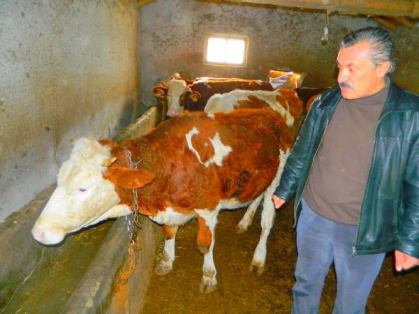 Doğuştan Türk bayraklı inek - Resim: 4