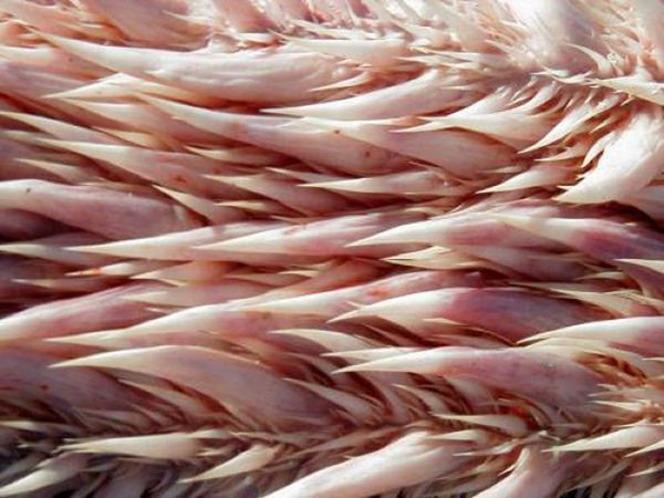 Ağzının her yeri keskin dişlerle kaplı - Resim: 4