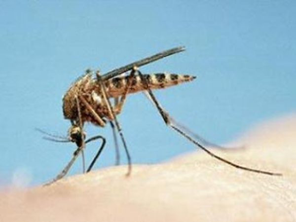 En ölümcül 10 hayvan  - Resim: 1