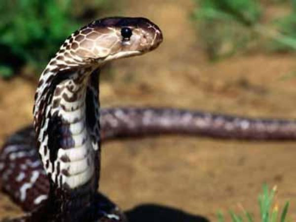 En ölümcül 10 hayvan  - Resim: 2