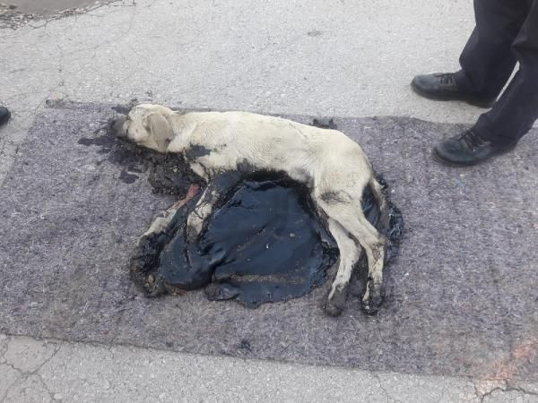 Kocaeli'de bir köpek tankerden dökülen zifte yapıştı - Resim: 1