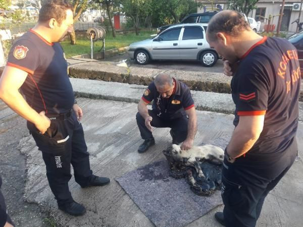 Kocaeli'de bir köpek tankerden dökülen zifte yapıştı - Resim: 2