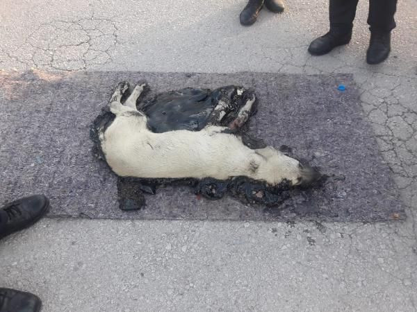 Kocaeli'de bir köpek tankerden dökülen zifte yapıştı - Resim: 3