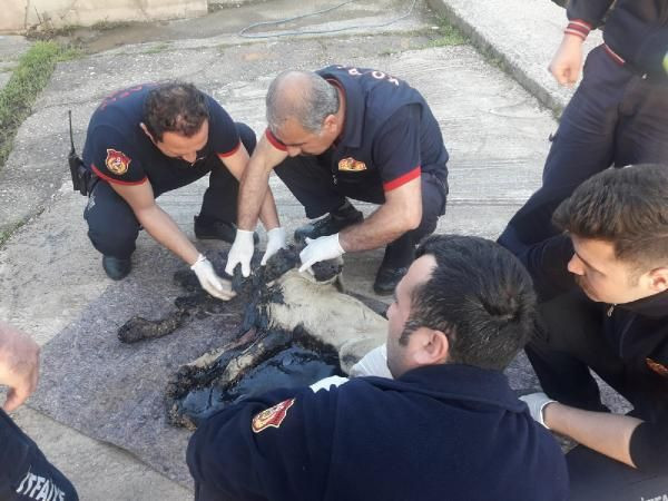 Kocaeli'de bir köpek tankerden dökülen zifte yapıştı - Resim: 4