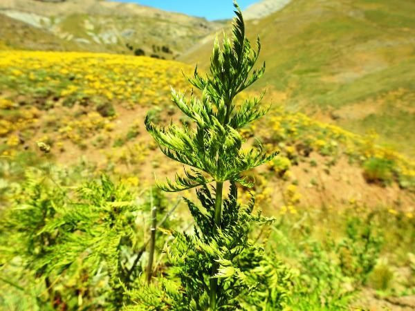 Giresun'da sıradışı endemik bitti! 150 yıl sonra ortaya çıkan kan damlası - Resim: 4