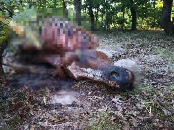 Böyle vahşet olmaz! İngiliz yarış atını çalıp parçaladılar - Resim: 3