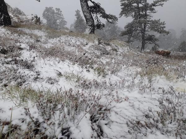 Kış yüzünü göstermeye başladı! Silve Yaylası beyaza büründü - Resim: 1