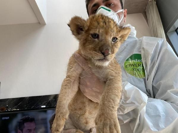 Güzel manken sosyal medyada paylaşınca lüks rezidansta basıldı! - Resim: 2