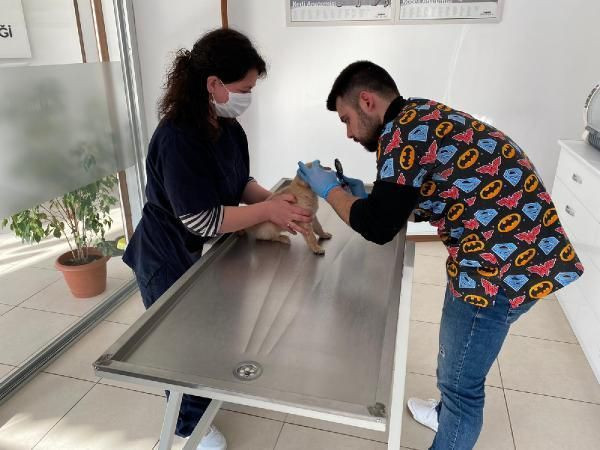 Evcil hayvan satışları sokağa çıkma yasakları sonrası patladı ancak işin içinde çıkar var - Resim: 4