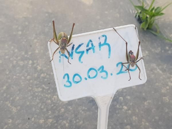 İzmir'de çekirge istilası! Tire'de çekirgeler, Akarca Ovası'nı kırıp geçiriyor - Resim: 1