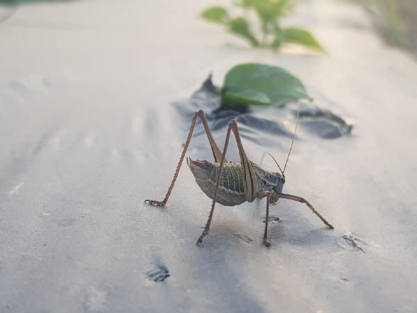 İzmir'de çekirge istilası! Tire'de çekirgeler, Akarca Ovası'nı kırıp geçiriyor - Resim: 4