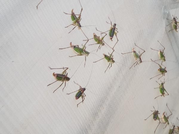 İzmir'de çekirge istilası! Tire'de çekirgeler, Akarca Ovası'nı kırıp geçiriyor - Resim: 2