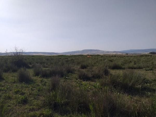 Çorum'da aslan var deniyor hayvanları da yemiş - Resim: 1