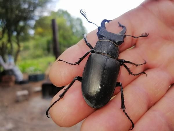 Servet değerinde geyik böceği Konya'da bulundu! Sakın öldürmeyin - Resim: 4