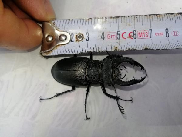 Servet değerinde geyik böceği Konya'da bulundu! Sakın öldürmeyin - Resim: 1